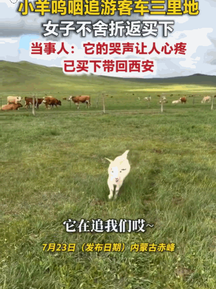 这一幕太暖心了！一女子在内蒙古赤峰游玩时，偶遇一只极其温顺的小羊，两者相伴甚欢。