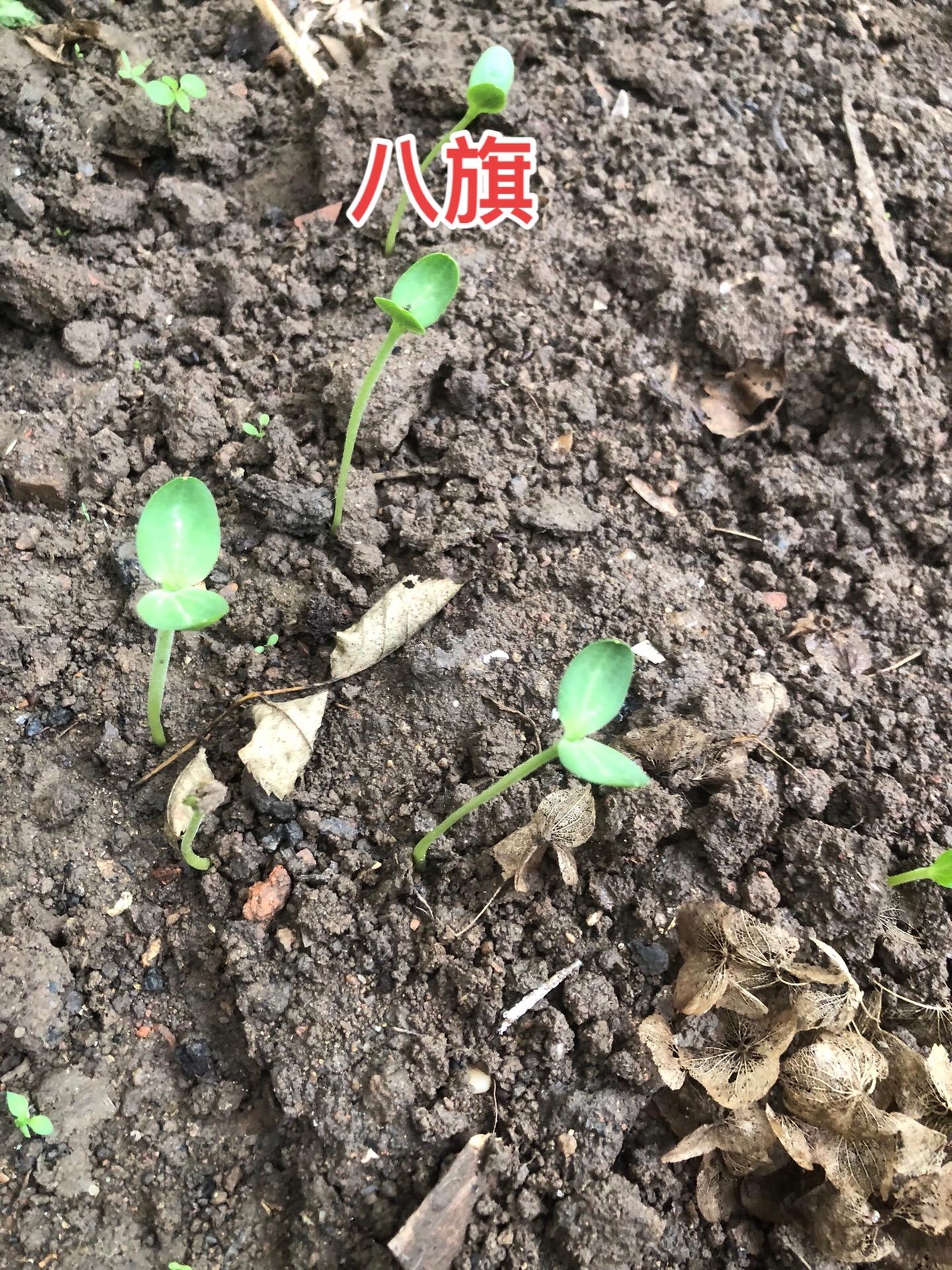一说起清宫剧，大家都熟悉的一个词是八旗子弟。其实努尔哈赤最初创建的是四...
