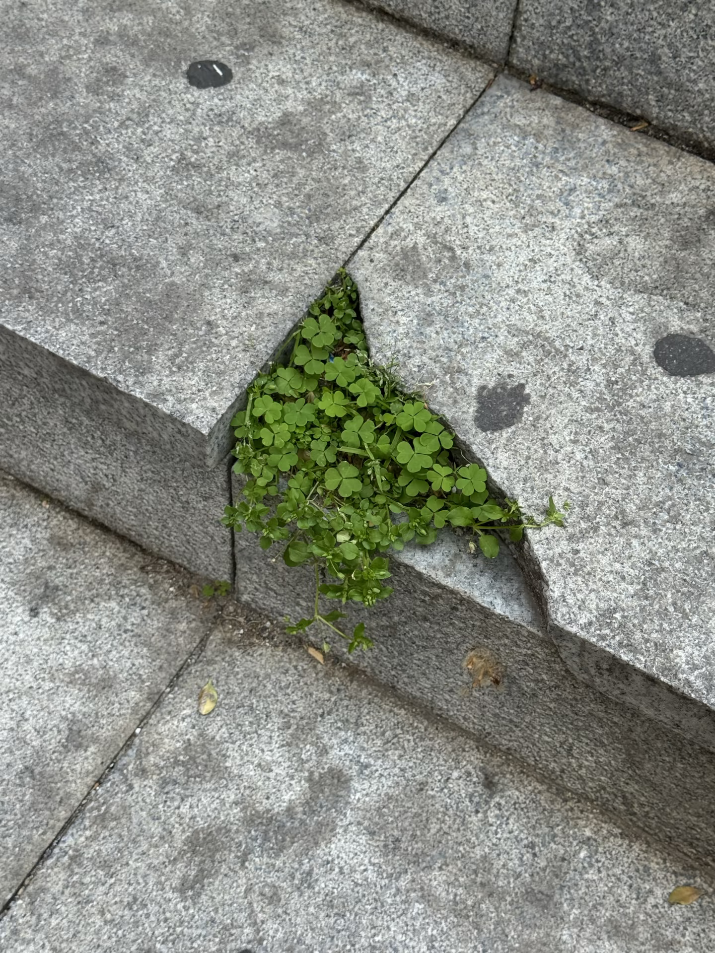 缺角里长出了一窝幸运草🍀 