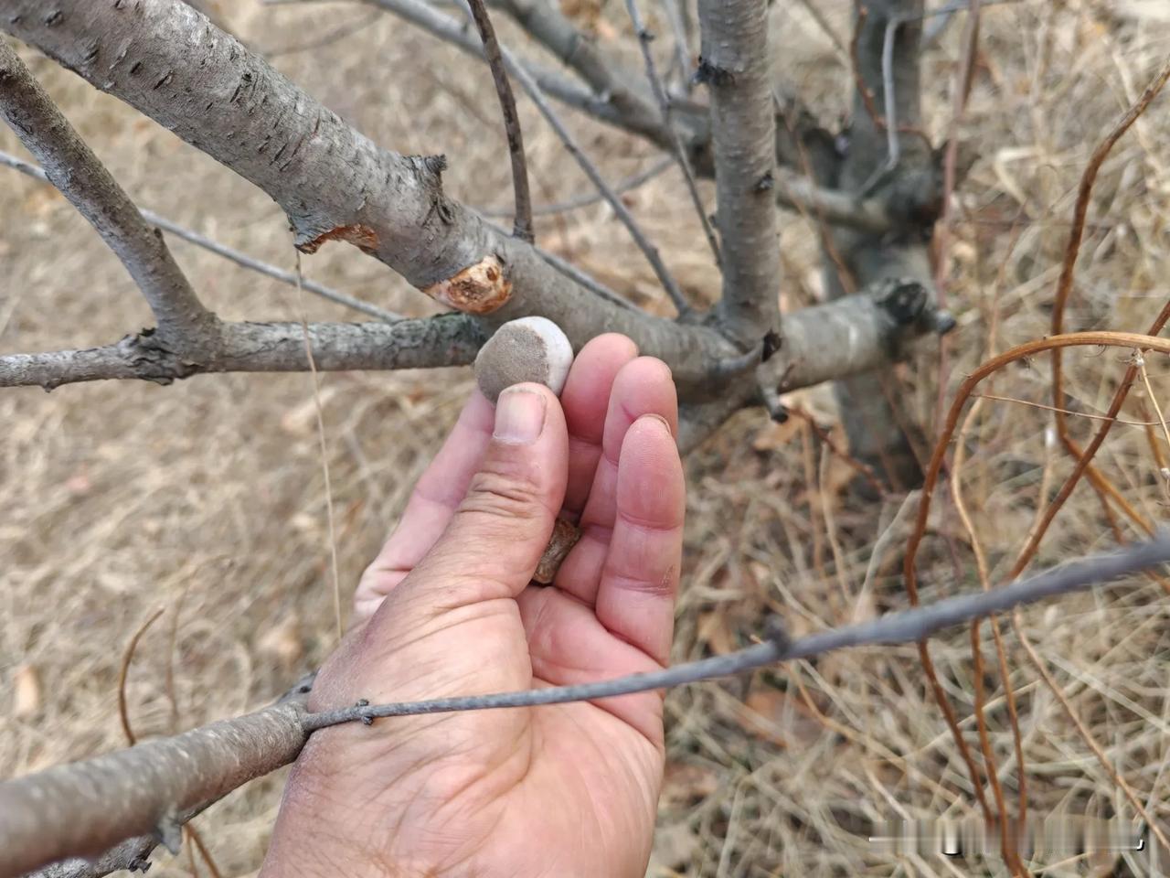 大珠山出奇宝了，俗话说牛有牛宝，桑树有桑宝，那么桃树有什么宝贝呢？大家今天去大珠