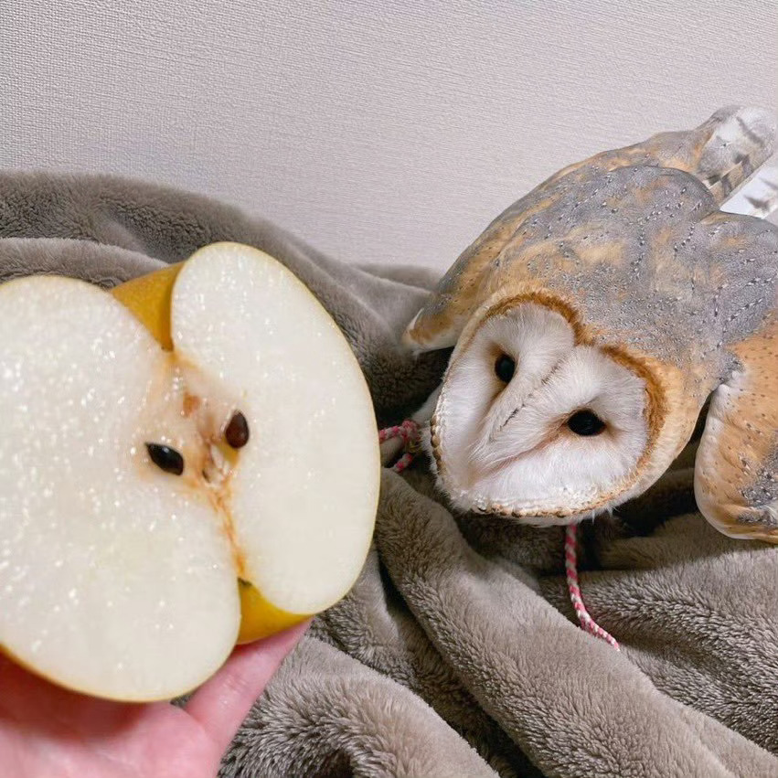 水果版的谷仓猫头鹰🤣 ​​​