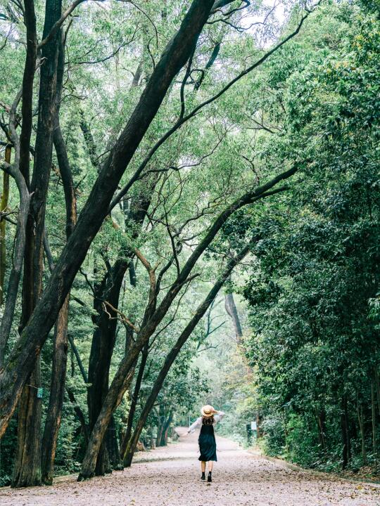 在广州 ，我读了一所森林大学🌳