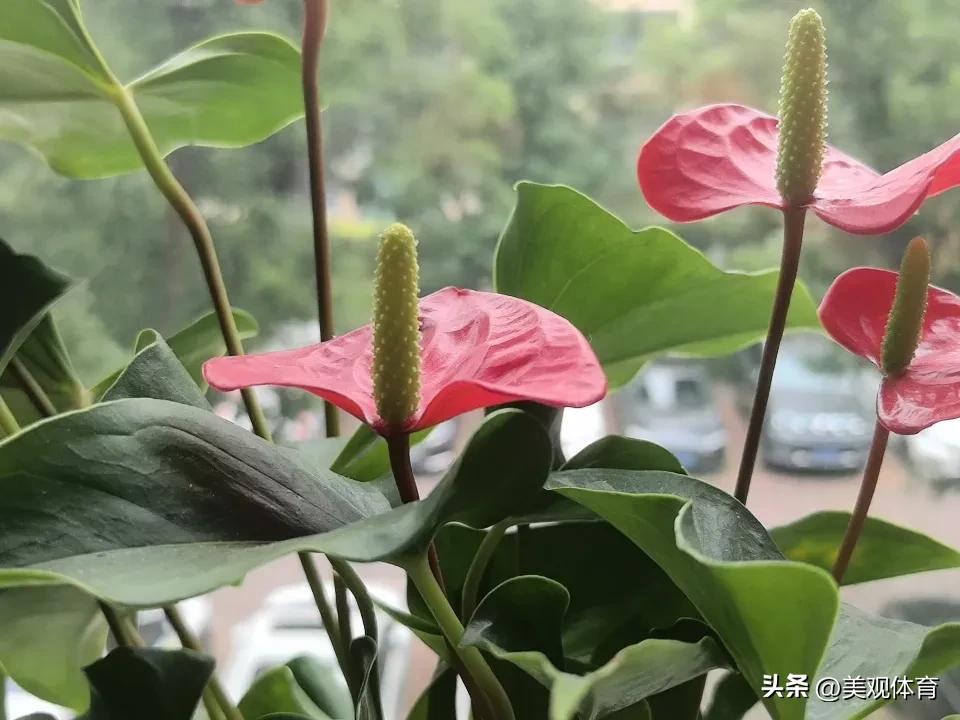 窗台上的火鹤花长势不错，推陈出新，艳丽茂盛。