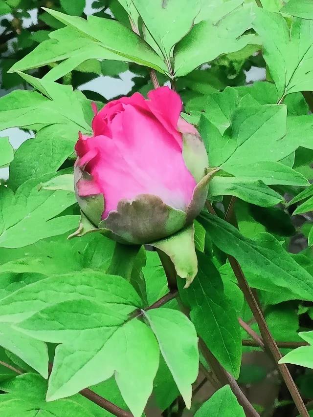 五位领袖永驻世人心里，！
[呲牙][呲牙][呲牙][给力][给力][给力]🌹?