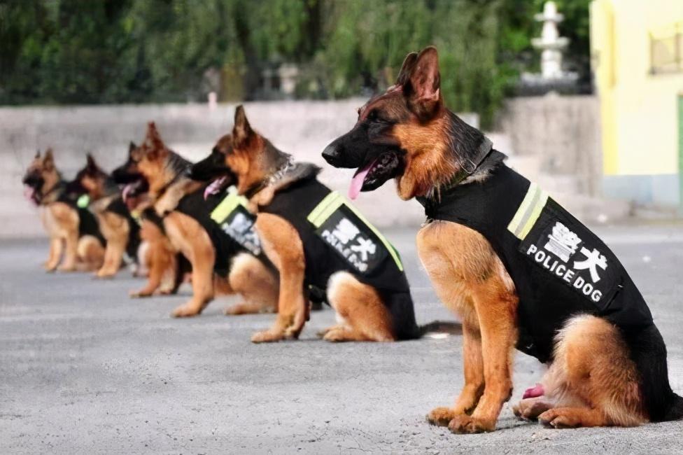 为什么警犬基本上都是德国牧羊犬？
 
德国牧羊犬是一种体型适中、力量与敏捷性兼具
