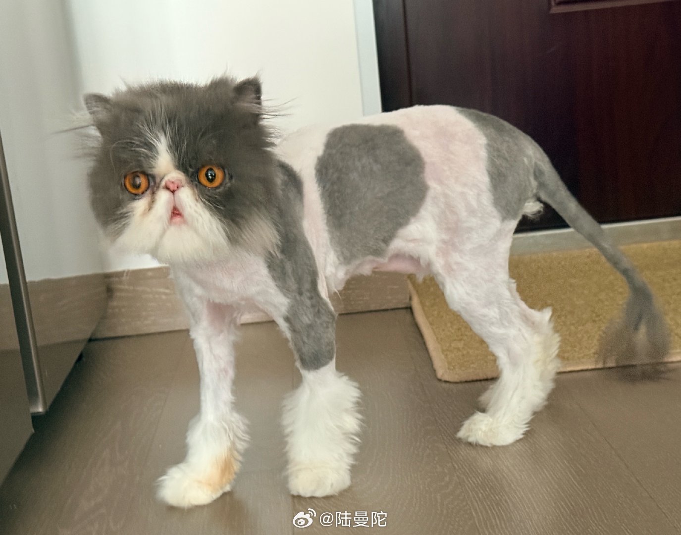 最后领了身世最可怜的一只，是有故事的小猫（）虽然我一直对加菲的样貌有意见吧，不知