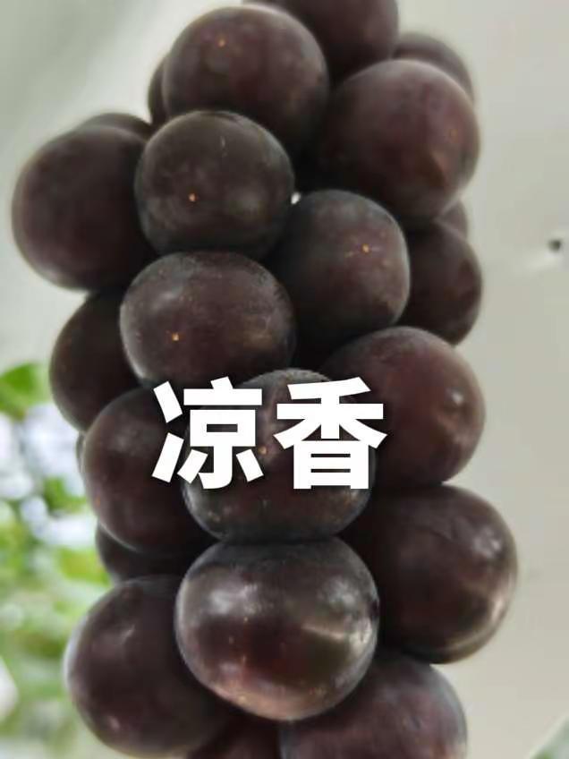 上色非常好，缺糖度，香味也很好，没糖度不易上口感，颗粒比想象的要大。