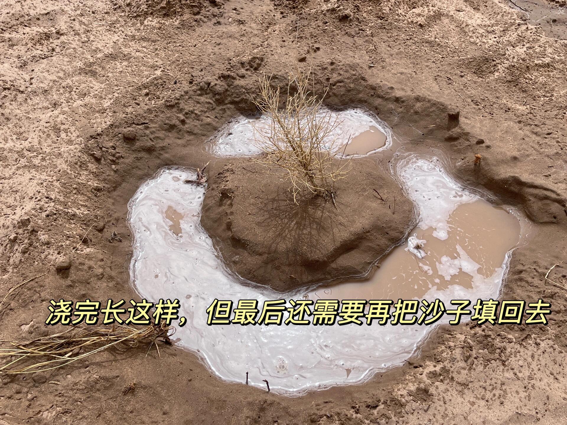 甘肃春天的仪式感是种梭梭志愿者为河西走廊添新绿沙漠阻击战第四年，银泰百货志愿者奔