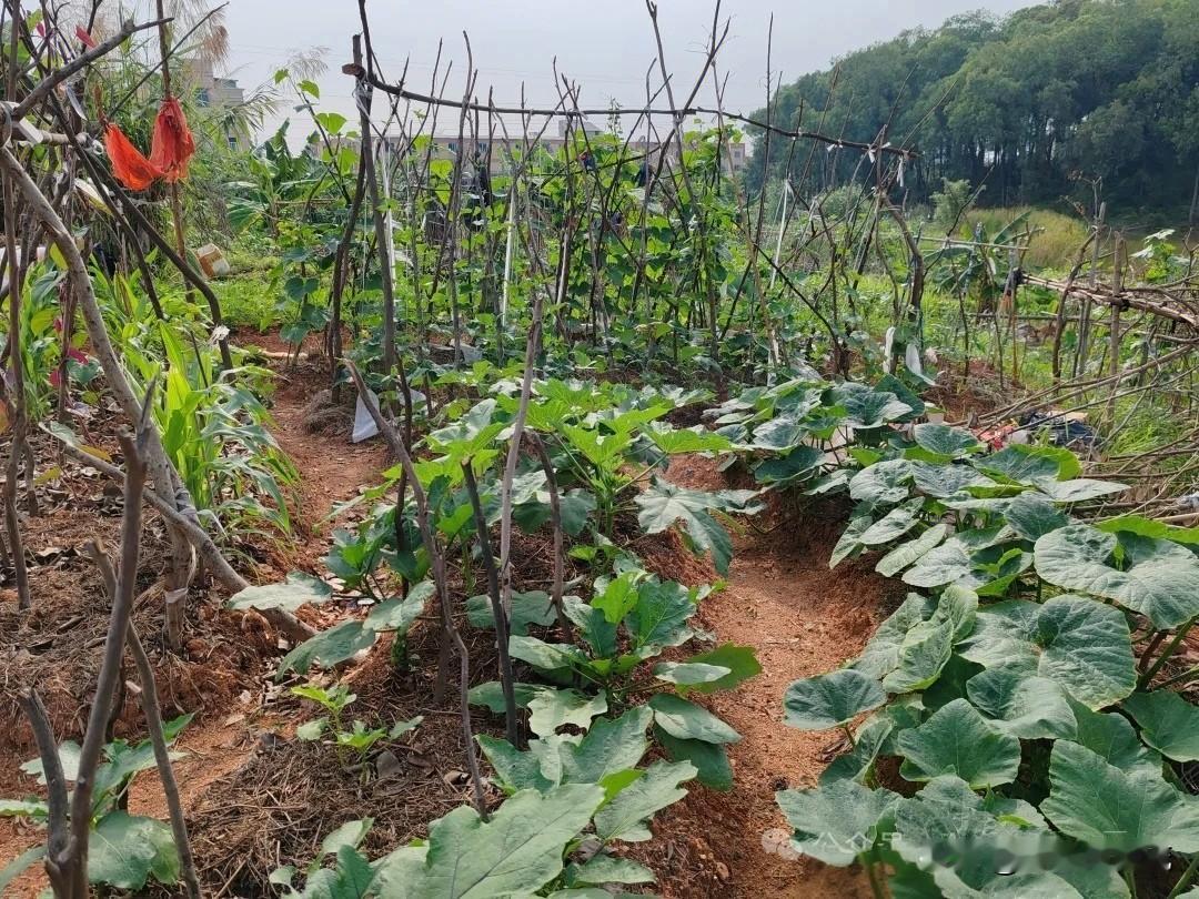 学会这几个“土办法”防虫，我家菜园再也不用打化学农药！

一到夏天，菜叶子上的虫