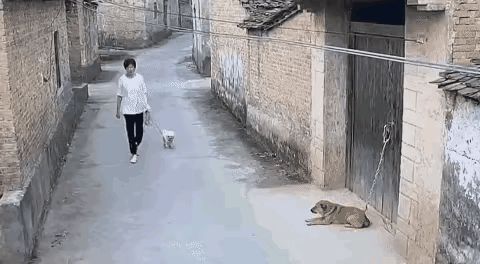 这个不能怨狗子吧～