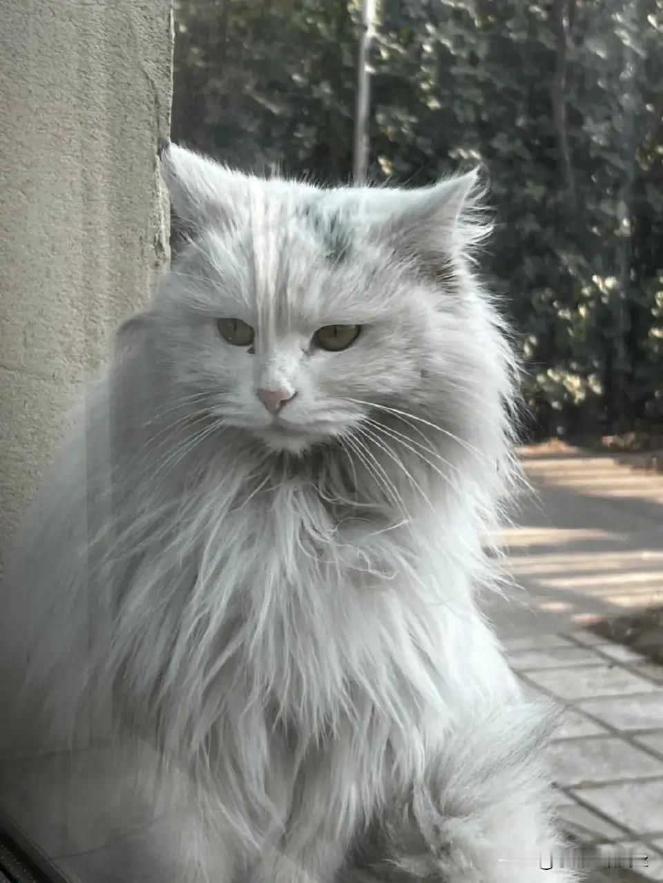 自己送上门的美女流浪猫！ ​​​