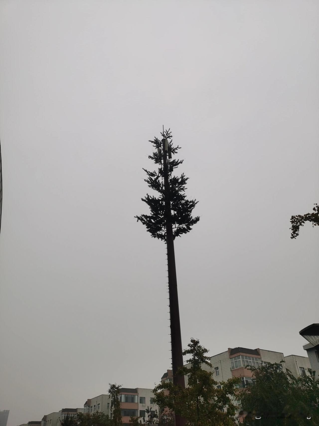 为什么会在市中心做这种人造绿植呢？可以栽一棵🌲解决问题啊。[what]