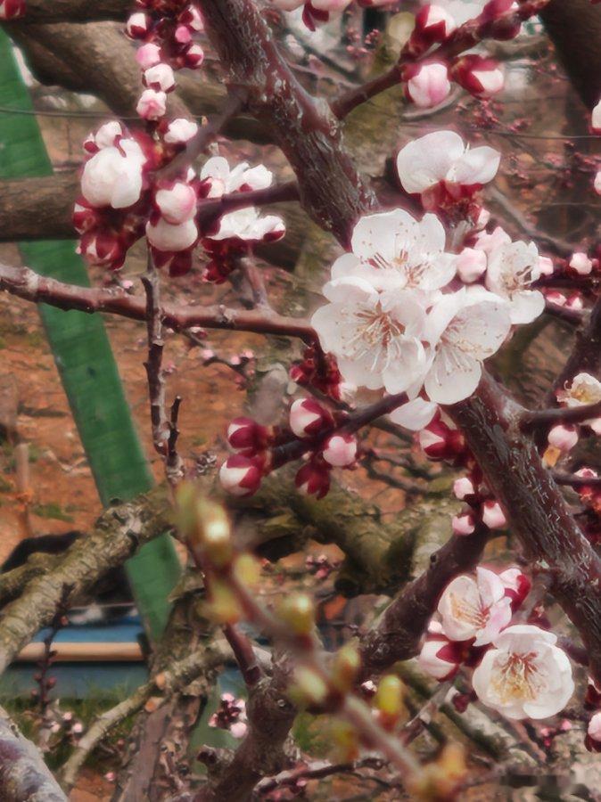 这两天一直刷到大孤山，说山脚杏梅已经开始绽放了，我本来还不信，结果朋友发图过来，