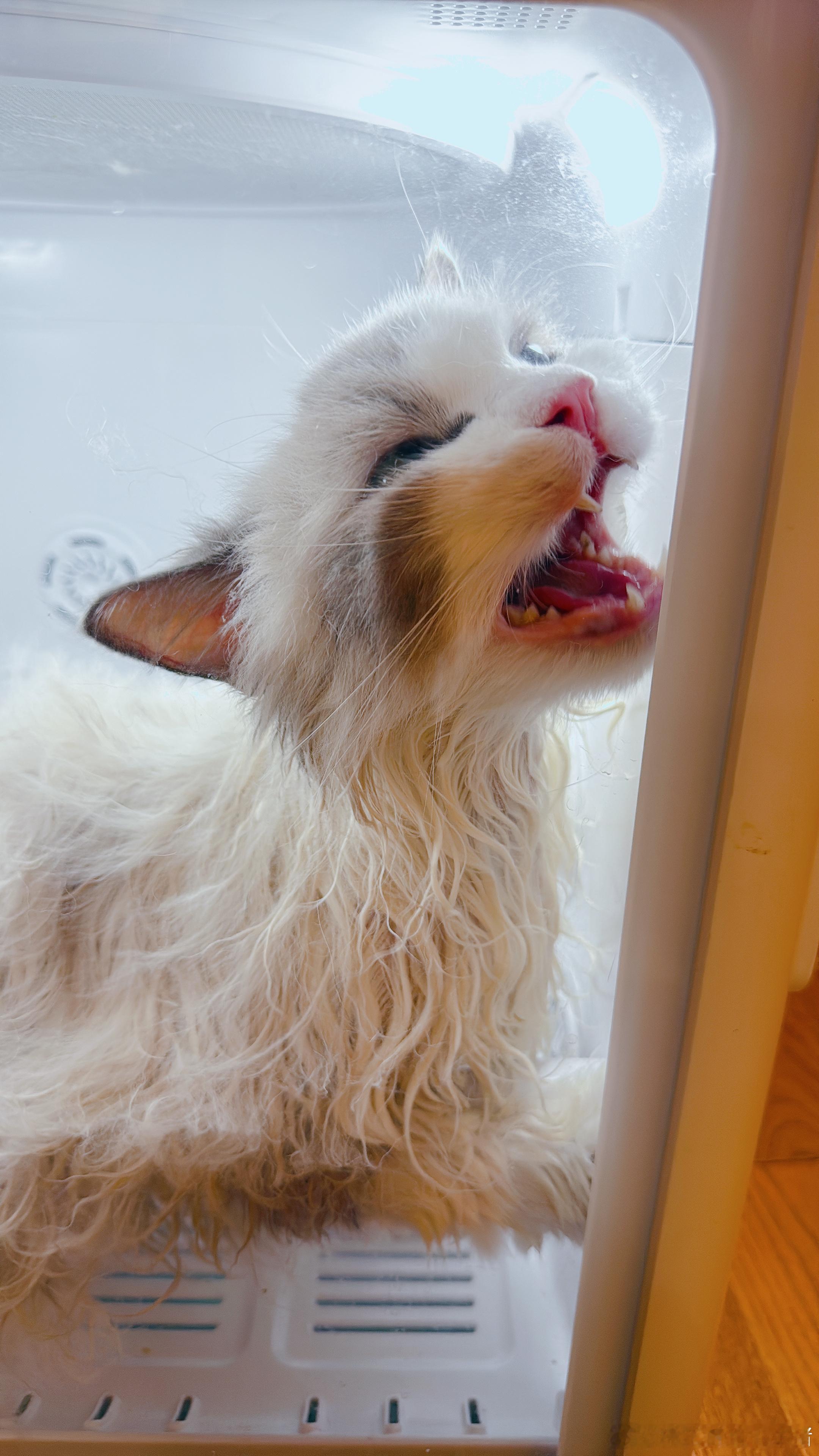 全家洗澡最勤快的猫。到底是为什么呢？好难猜呀。 