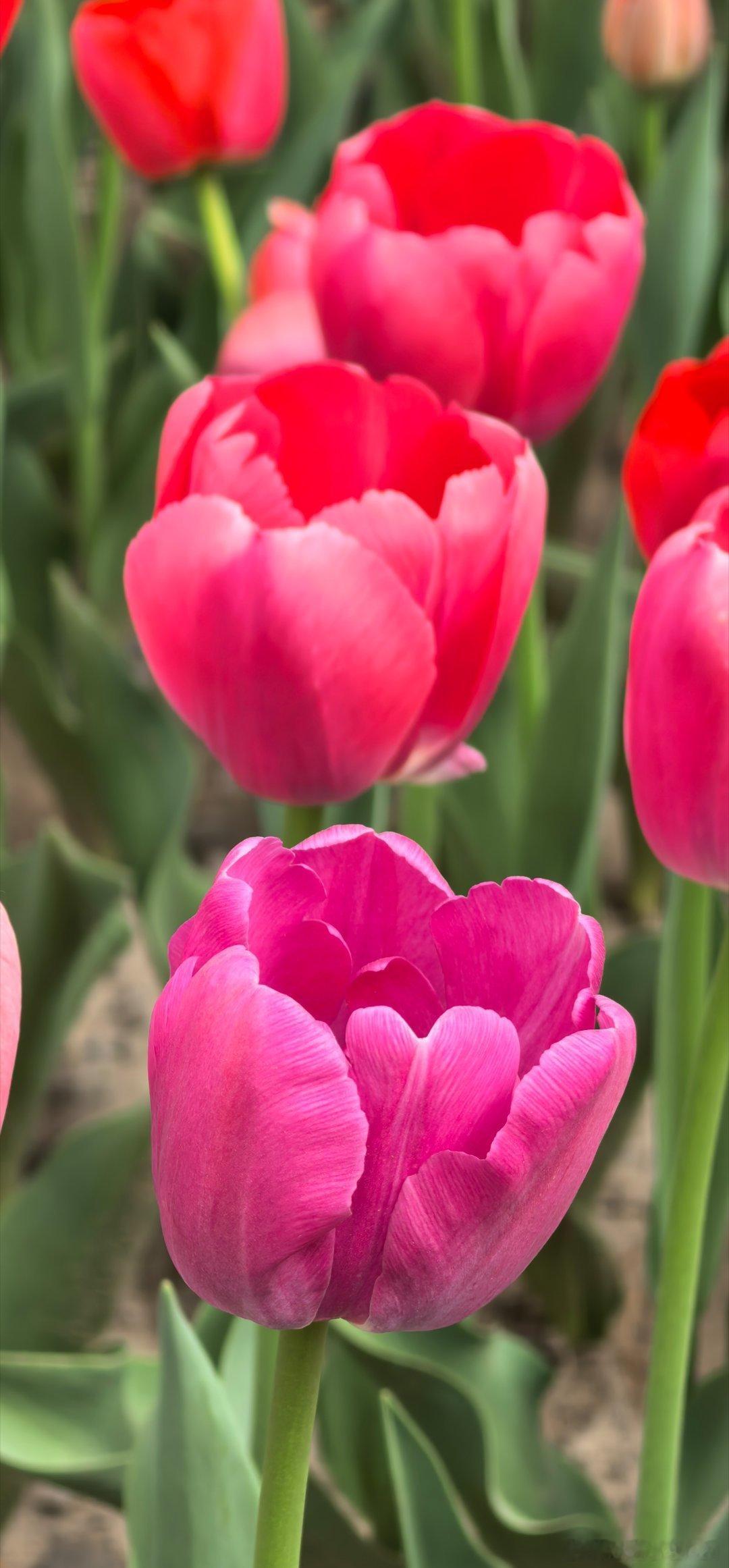 太原  晋阳湖公园如梦晋阳景区 
