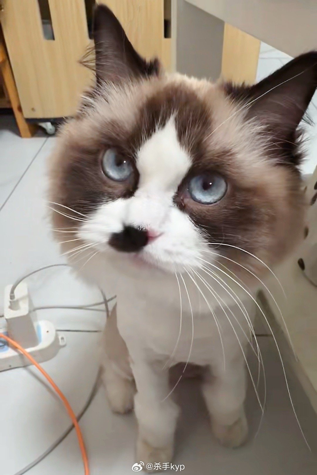 这周F1，一直在出差结果朋友给她理发了……大头大头，小狮子有没有朋友养肥猫的，发