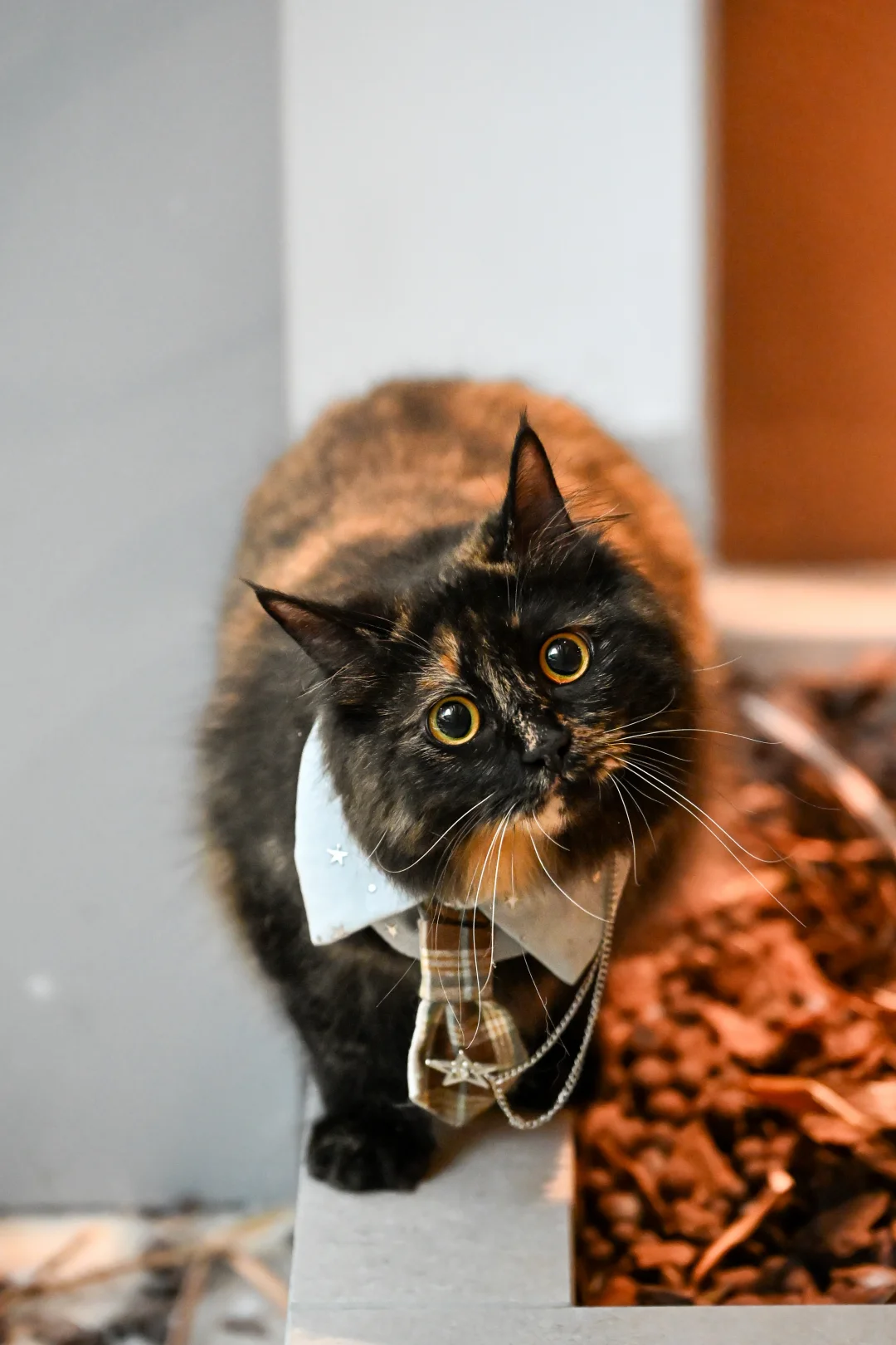 猫猫我呀虽然天崩开局 逆袭成功