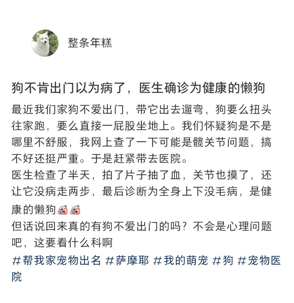 狗不肯出门以为病了结果被确诊为健康的懒狗 