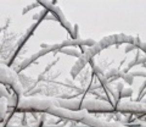 大雪大暴雪，要来了！网页链接