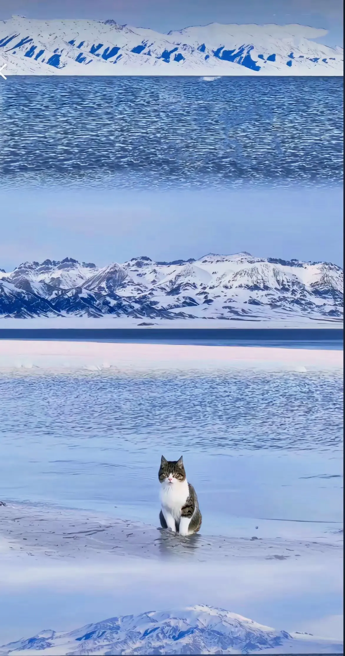 记得春节的时候老刷到悟空 评论区保存的第一张照片 很有灵气本领的小猫 ...