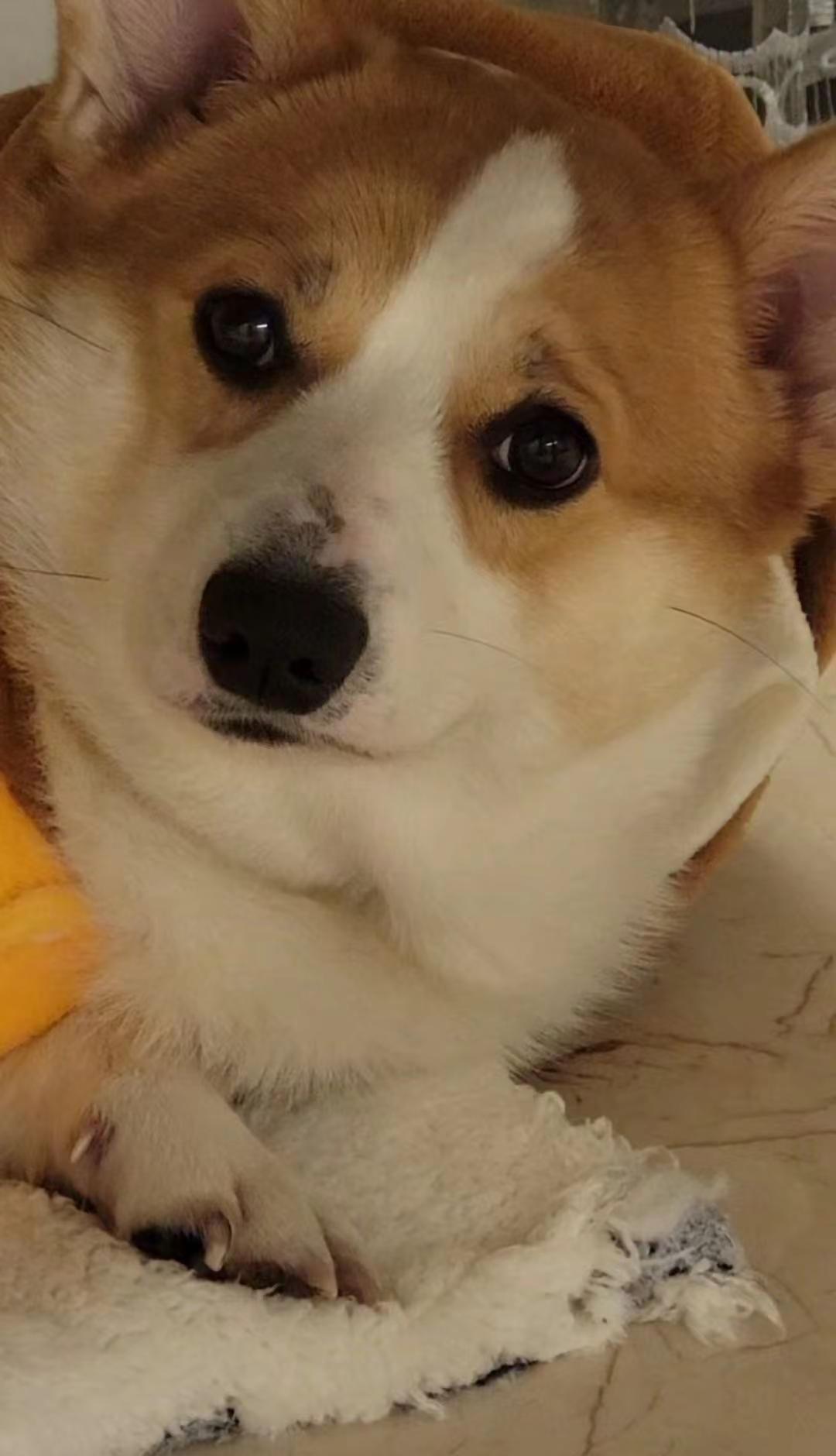 告诉大家一个事，小可儿不见了，我现在正在联系公安和城管寻找，