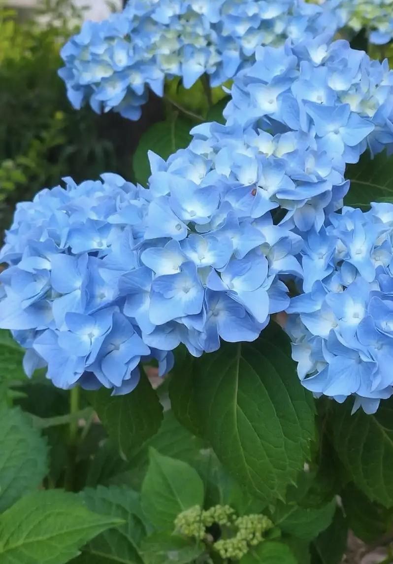 今天为大家拍下了绣球花图片。
绣球花美在花团锦簇、色彩如梦，古人爱其洁白如雪，今