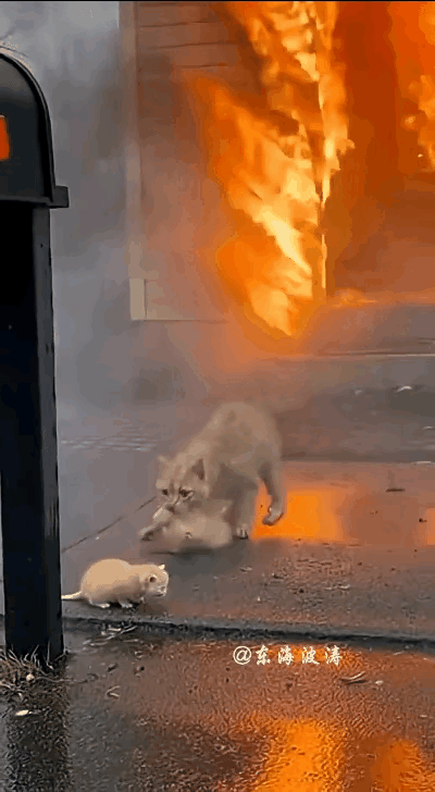 浓烟滚滚的火场里，最勇敢的逆行者竟是一只橘猫！🔥
 
所有人都在往外逃，只有它