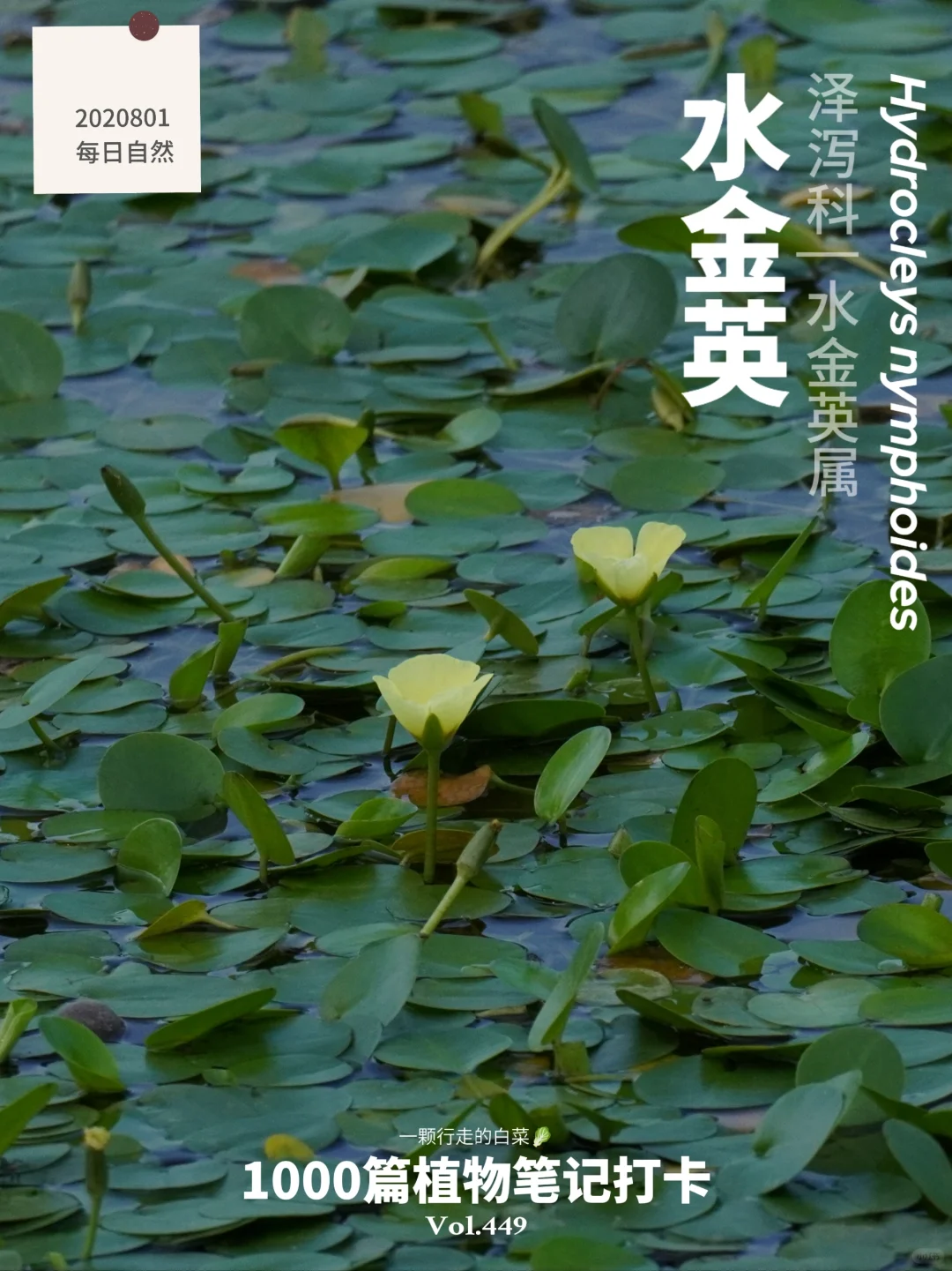 植物笔记449 | 落在湖面的光——水金英