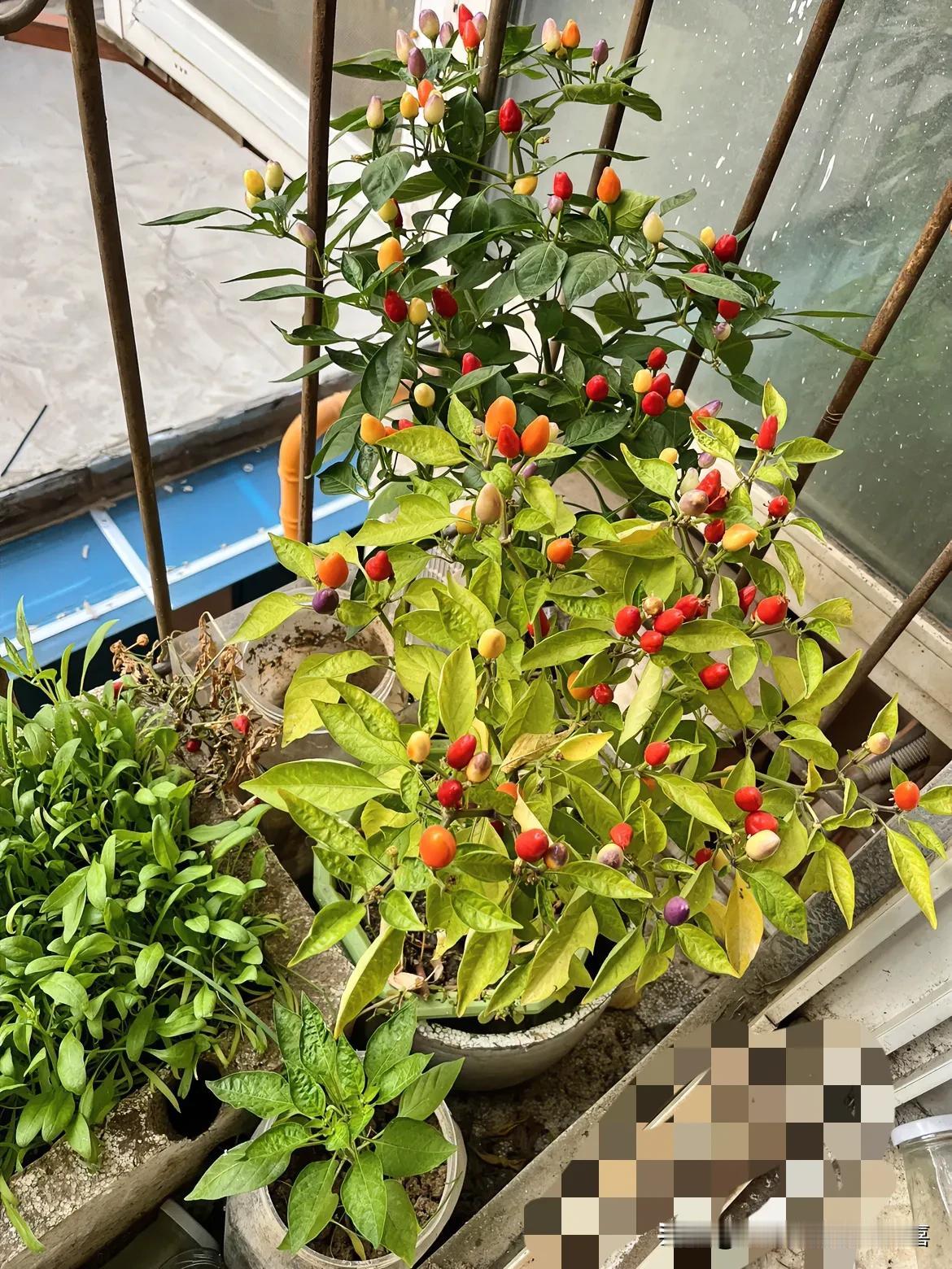 #五彩椒不开花怎么办#只有在太阳下才能开花结果，阳台玻璃内不管用！我是有经验的。