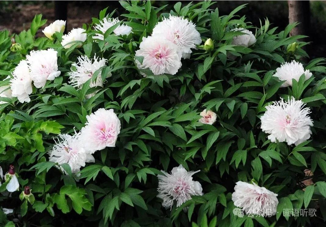 洛阳牡丹极品——“银丝贯顶”