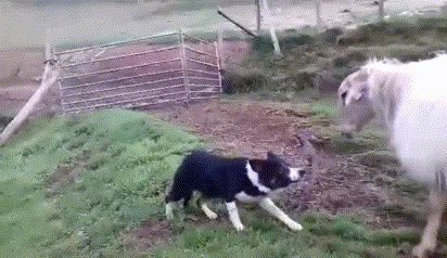 你是否曾经听说过边牧，这个天资聪颖的犬种？它们以其超凡的智慧和独特的个性，赢得了