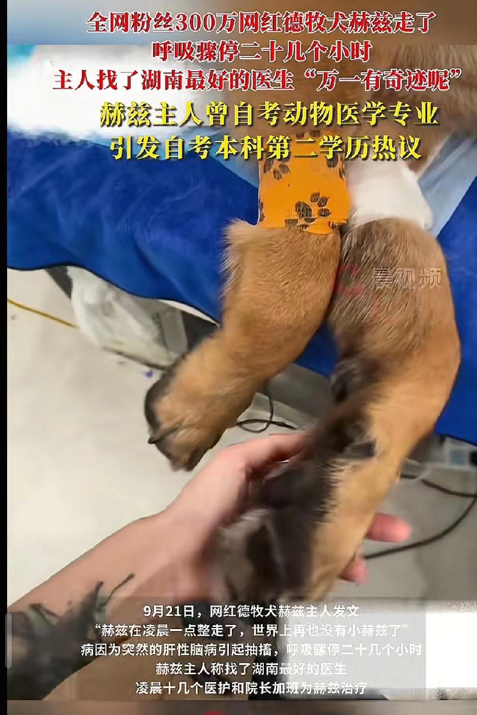 自学成才的兽医也没留住它！
9月21日凌晨1点，300万粉丝的德牧赫兹走了。前一