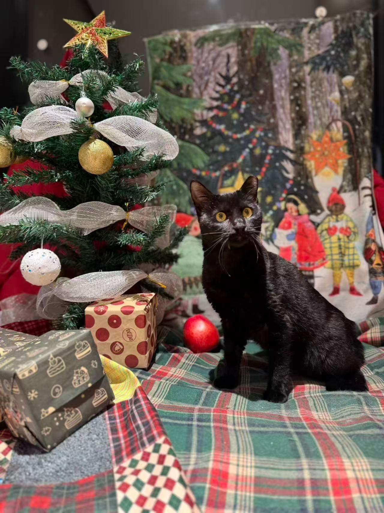 猫德满分获救小黑猫求家！性格活泼，约10个月大，已绝育、疫苗全、身体健康。
还记