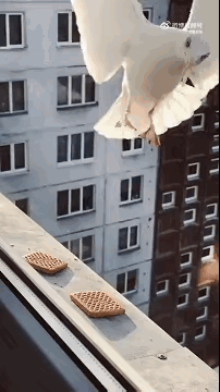 真是太可怜了，明明有两块饼干，偏偏一块都没有吃到。