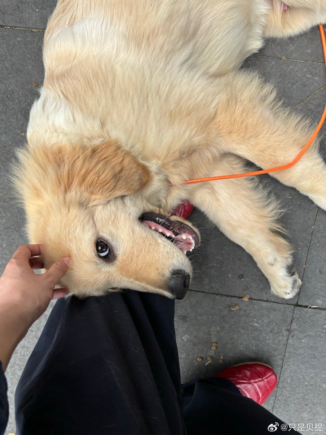 黄的是非常好的 