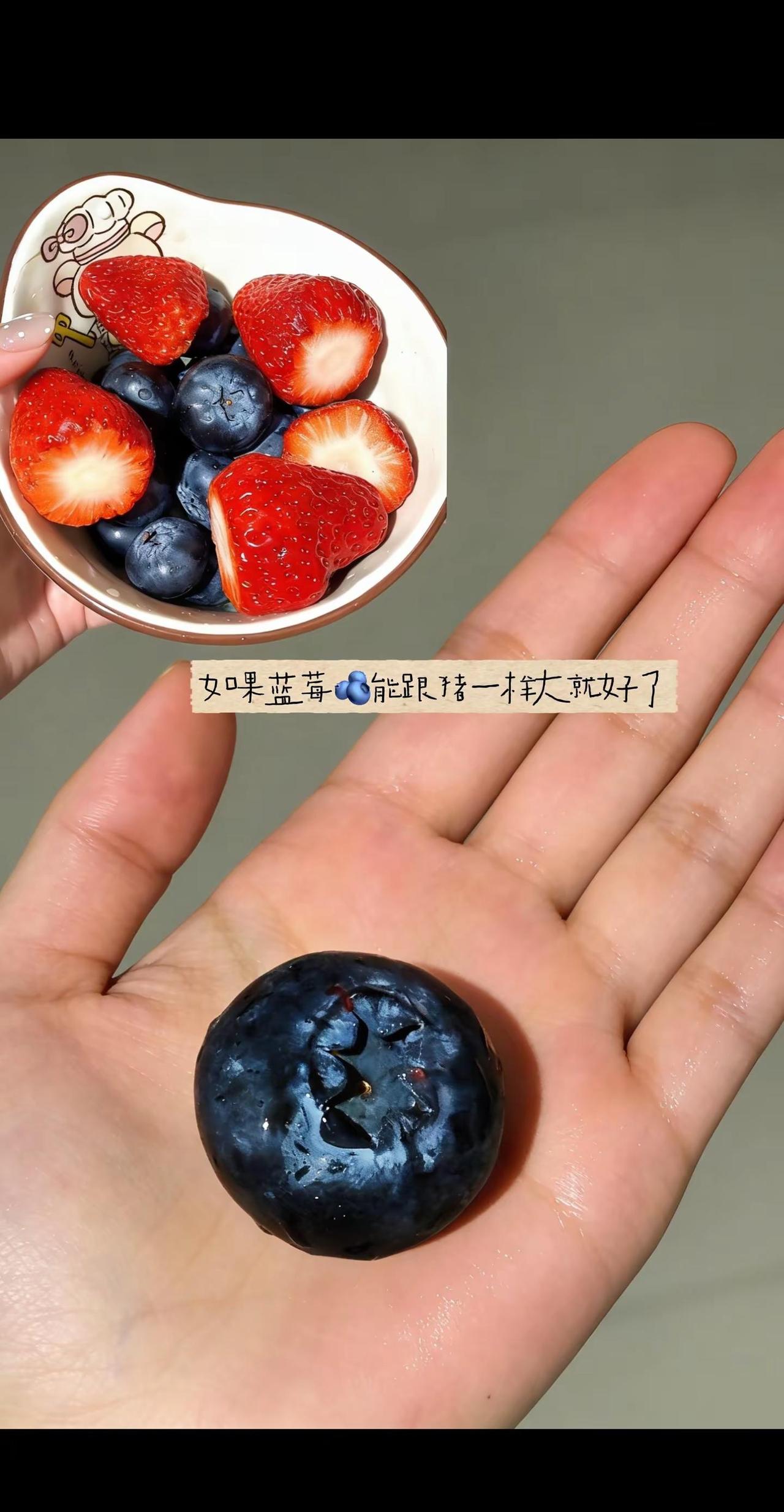 如果蓝莓🫐能跟🐷一样大就好了。巨型蓝莓