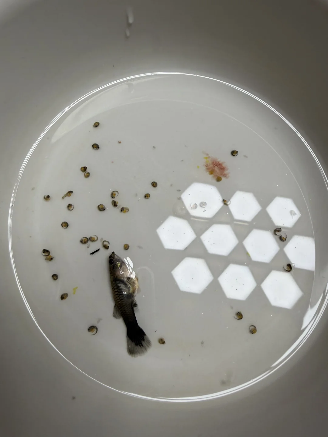 它好像有点死了。。给它紧急剖腹产了