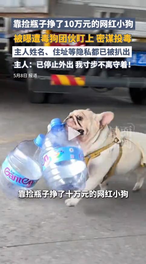 太寒心了！广州网红小狗小白，五年坚守街头捡瓶子，全网圈粉50万还帮主人攒下10万