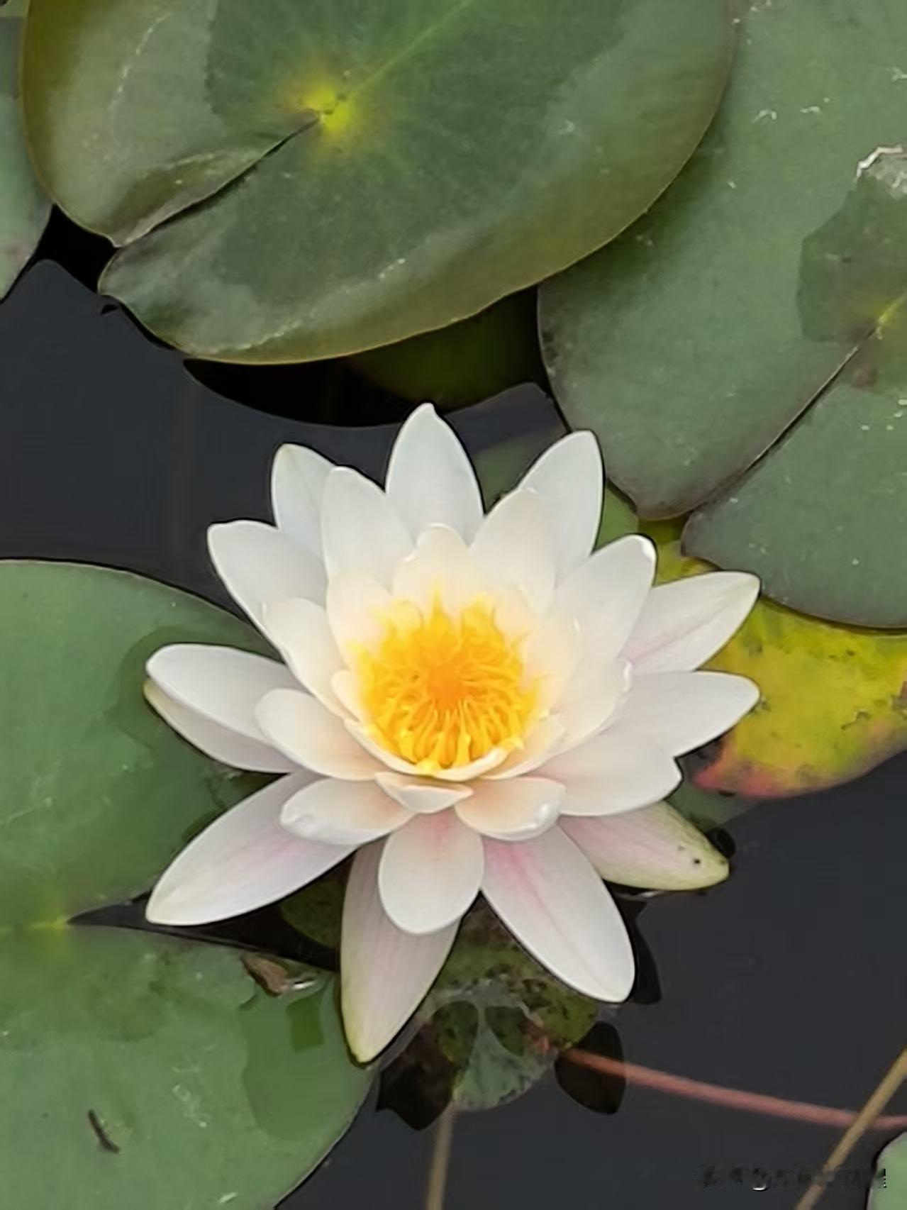 我的今日状态：😁轻松愉快
我这里的天气：☀️晴天
不与繁花争艳，
睡莲独守一池