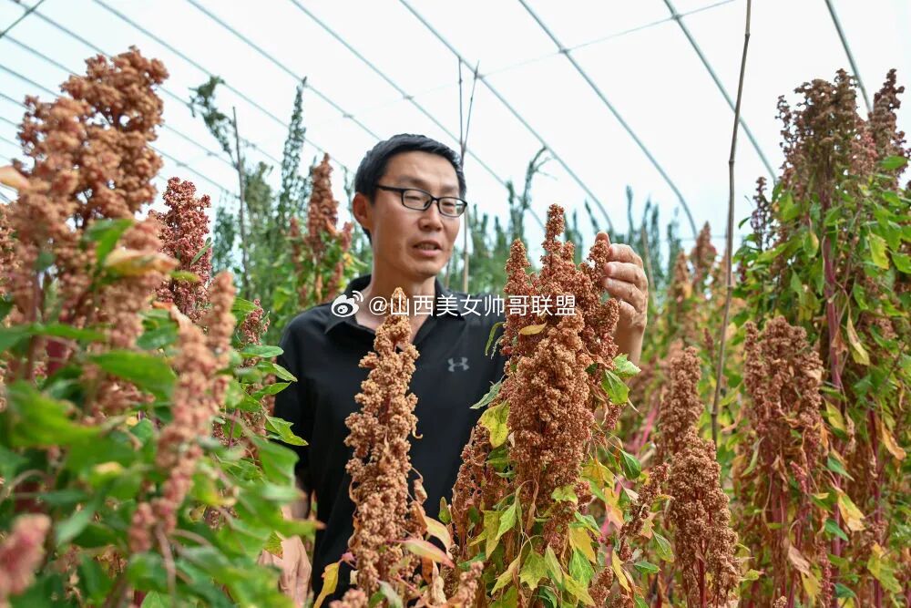山西推进有机旱作农业高质量发展观察     十年来，一场深刻的农业变革在这片黄土