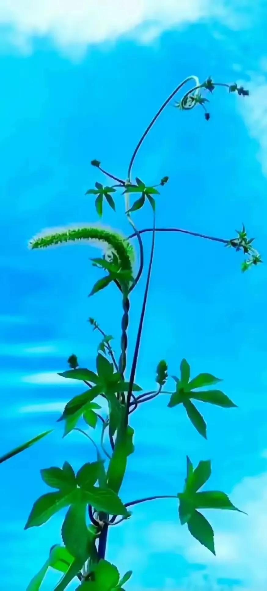 上联：藤蔓上树欲探天；
下联：？？？