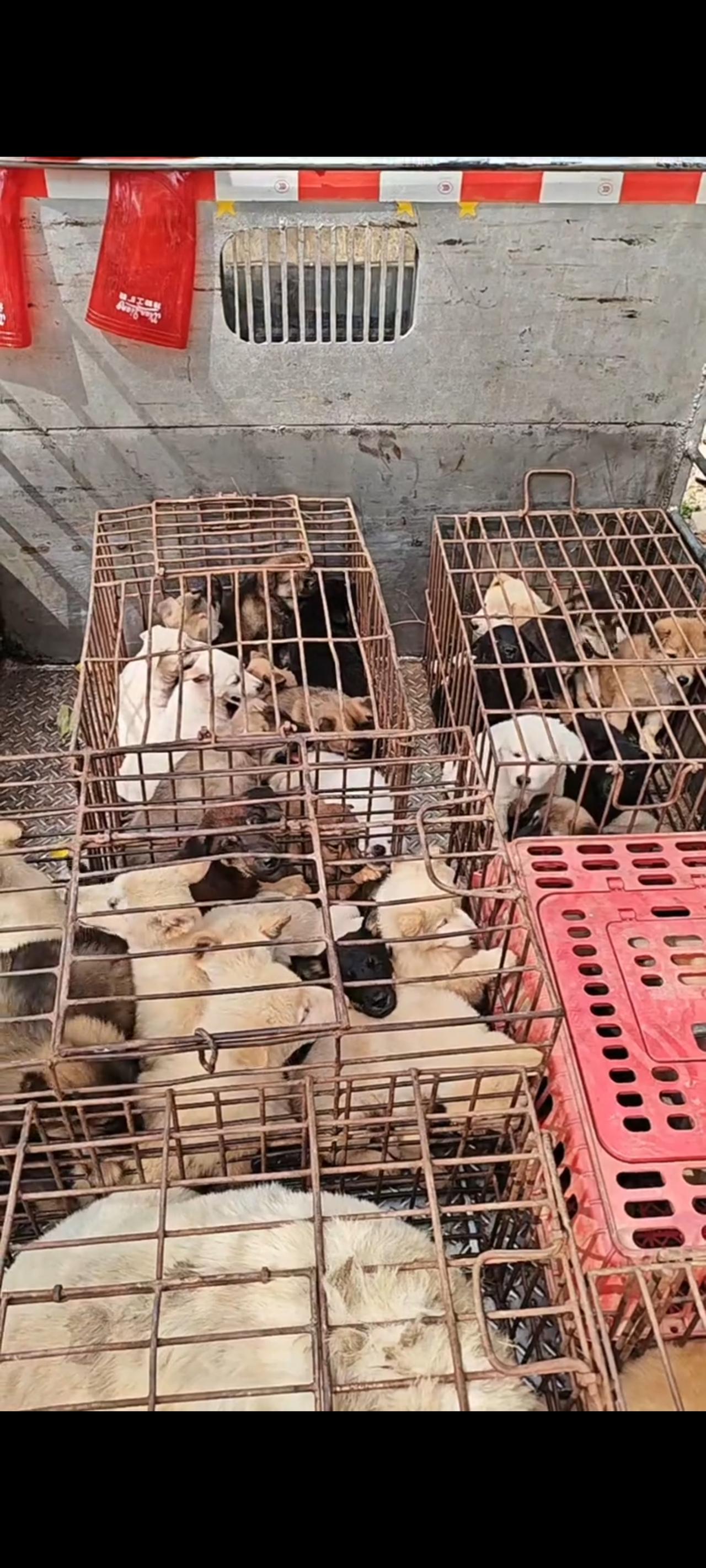 三轮车上面的这些狗狗，她们非常迫切的想要活在当下，可狗贩子却没有给她们第二次生存