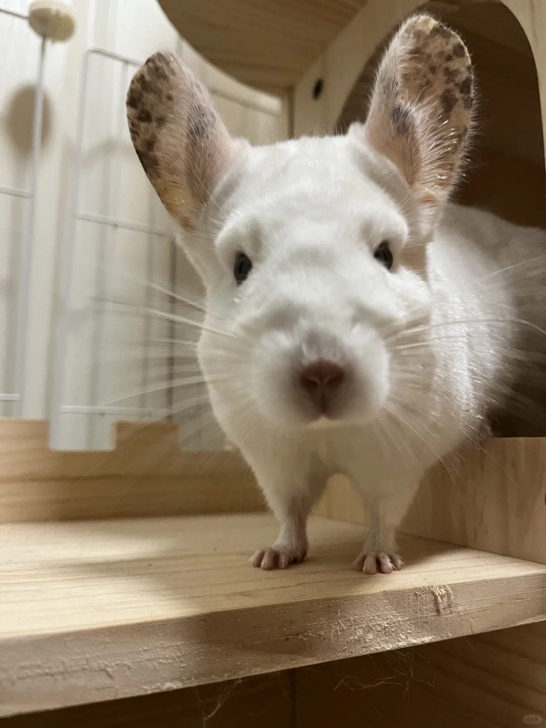 麻麻要是长成阿瓜这脸型就好了 🐭