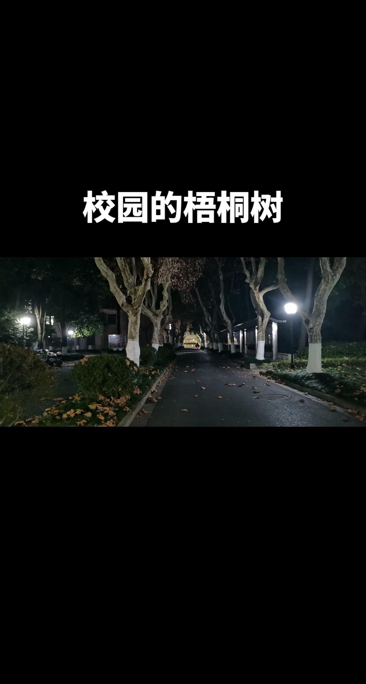 梧桐树不只是南京有，杭州也有。梧桐树叶子落在对的地方，那就是风景。梧桐树 落叶?