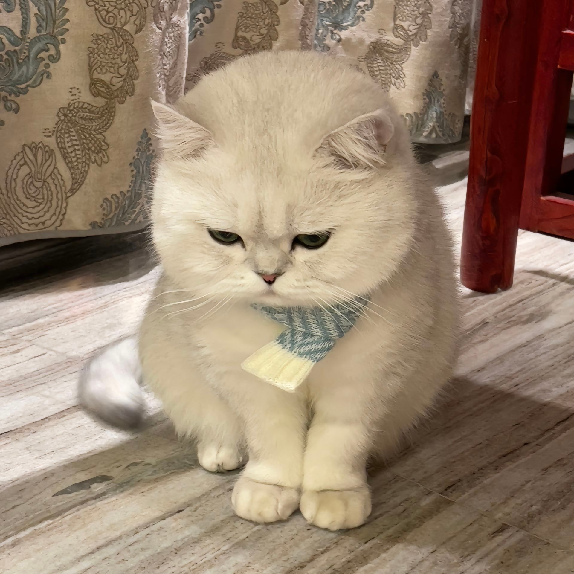 因为脸太臭了，被拒绝上床的小猫