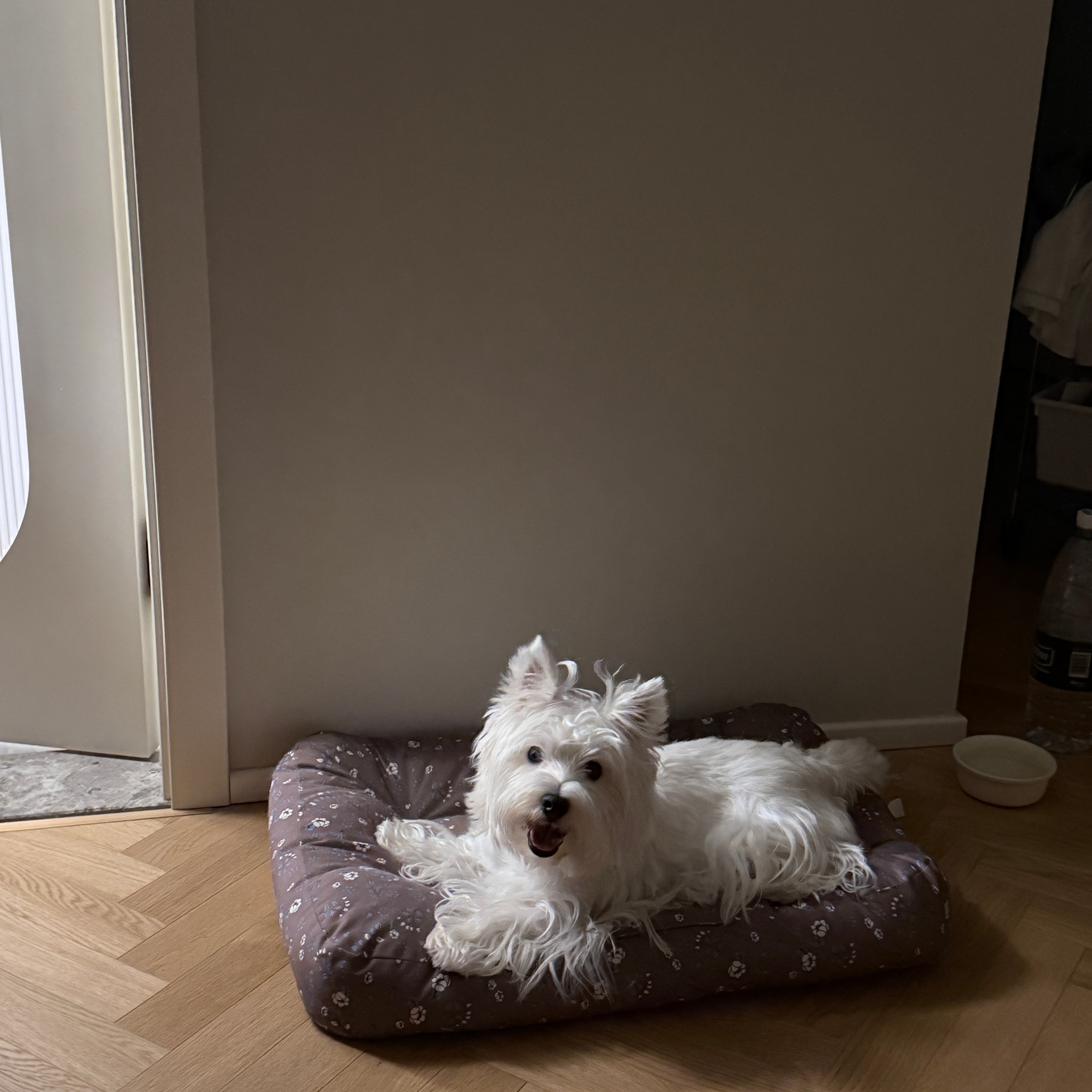 台风天进房间睡 受宠若惊的小狗🐶 