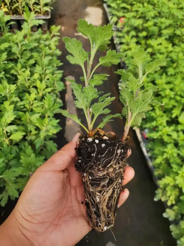切花菊最好的一批，清完为止