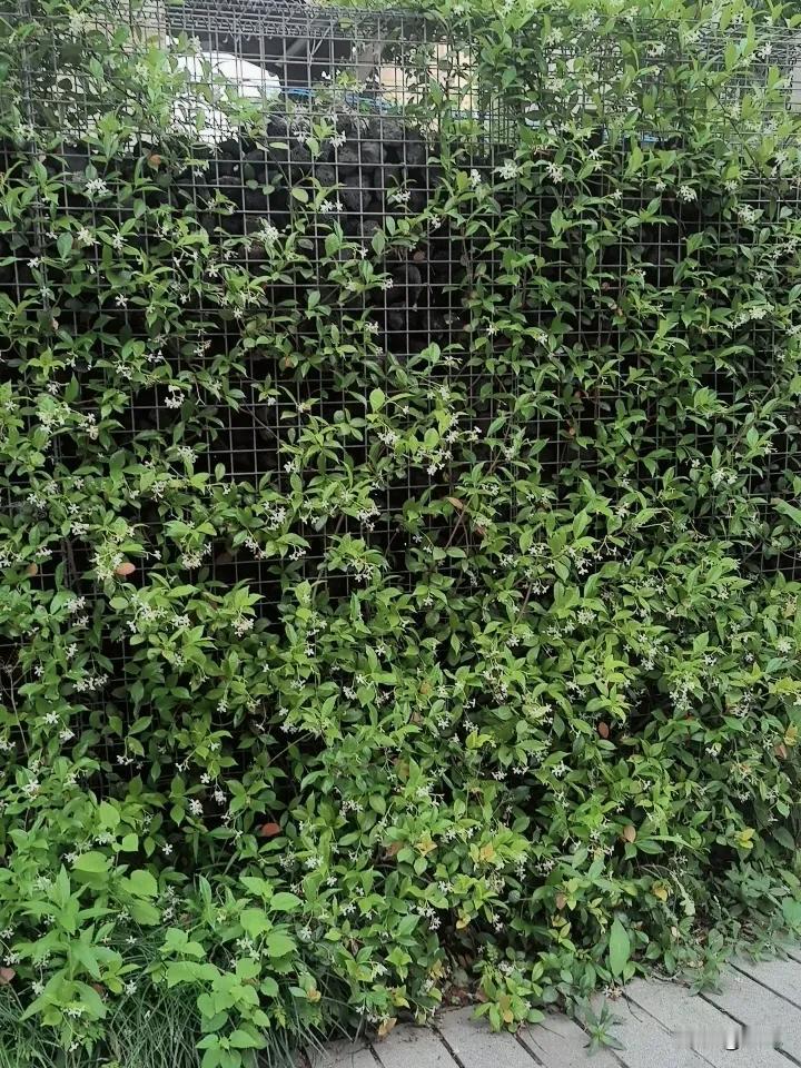 随手拍下初夏美景