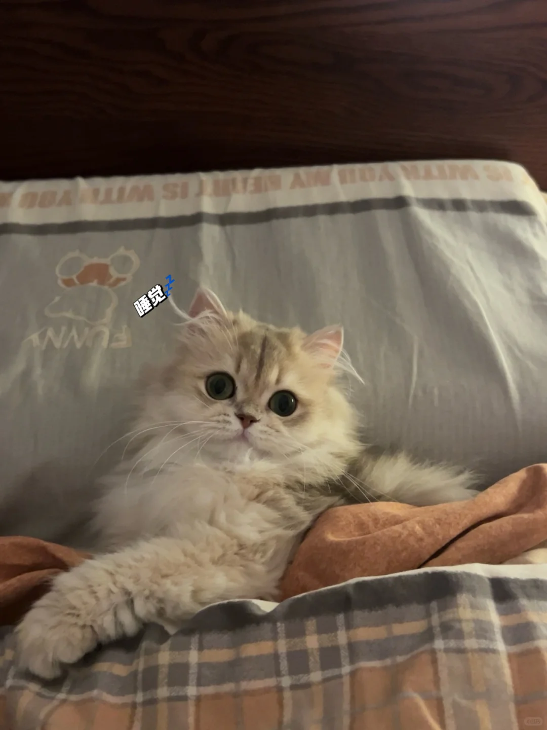 原则上小猫不可以上床的！干净小猫没有原则