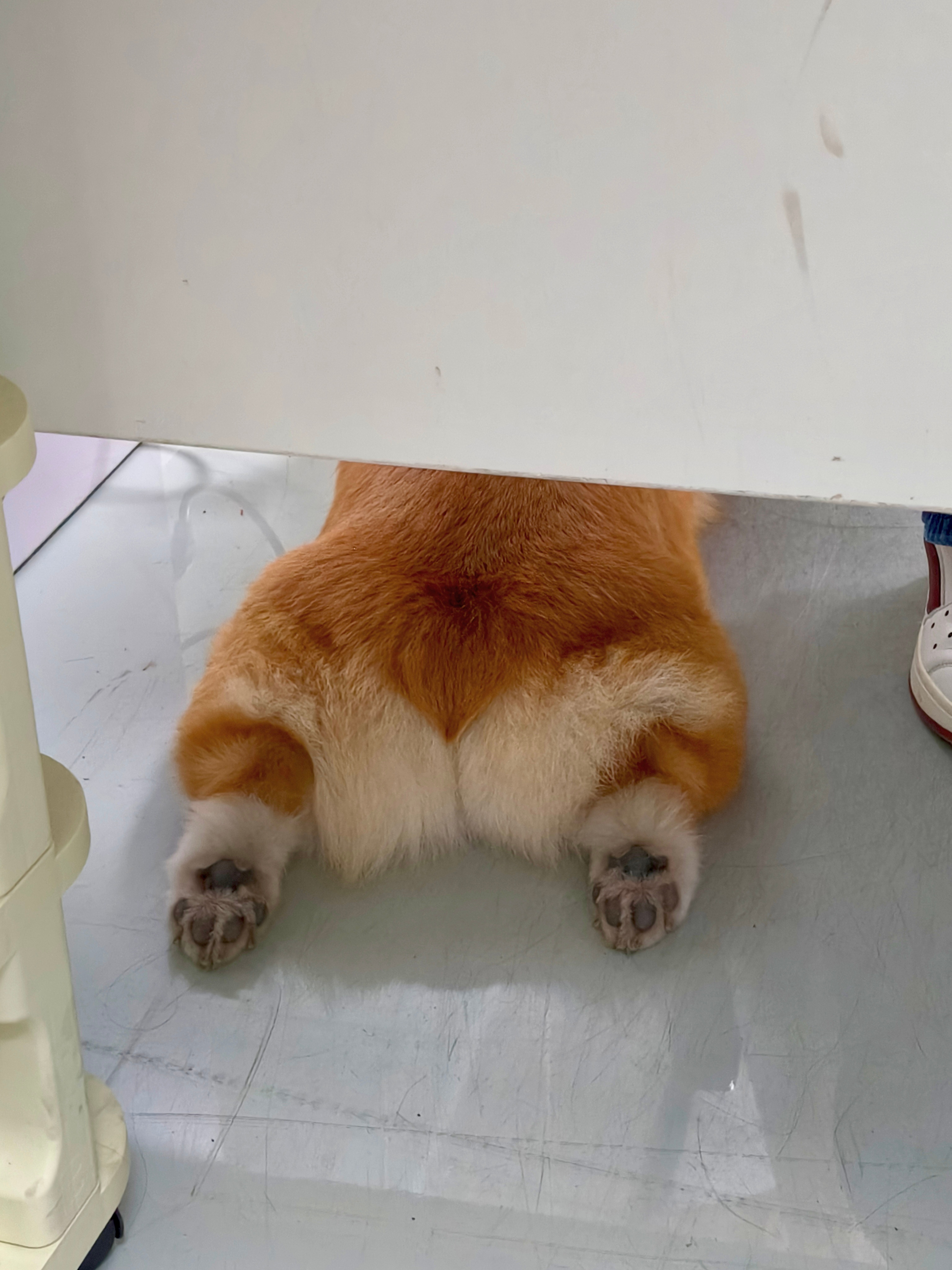 一下午光搁这玩狗了